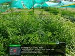 2_ha_aba_nursery_at_geleky_of_sivasagar_range_under_sopd_scheme