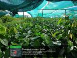 2_ha_aba_nursery_at_geleky_of_sivasagar_range_under_sopd_scheme