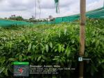 2_ha_aba_nursery_at_geleky_of_sivasagar_range_under_sopd_scheme