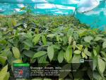 2_ha_aba_nursery_at_geleky_of_sivasagar_range_under_sopd_scheme