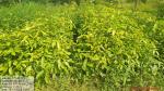 3_ha_aba_nursery_at_dilli_rf_of_borhat_range_under_sopd_scheme