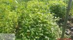  3_ha_aba_nursery_at_dilli_rf_of_borhat_range_under_sopd_scheme