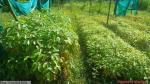  3_ha_aba_nursery_at_dilli_rf_of_borhat_range_under_sopd_scheme
