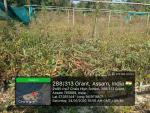 3_ha_aba_nursery_at_sola_rf_of_sonari_range_under_sopd_scheme