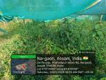 3_ha_aba_nursery_at_sola_rf_of_sonari_range_under_sopd_scheme