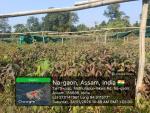 3_ha_aba_nursery_at_sola_rf_of_sonari_range_under_sopd_scheme