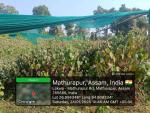 3_ha_aba_nursery_at_sola_rf_of_sonari_range_under_sopd_scheme