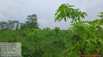 50_ha_ar_plantation_at_desangmukh