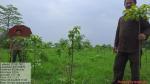 50_ha_ar_plantation_at_desangmukh