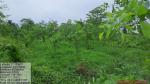 50_ha_ar_plantation_at_desangmukh