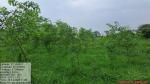 50_ha_ar_plantation_at_desangmukh