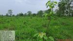 50_ha_ar_plantation_at_desangmukh