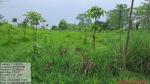 50_ha_ar_plantation_at_desangmukh