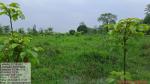 50_ha_ar_plantation_at_desangmukh