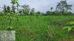 50_ha_ar_plantation_at_desangmukh