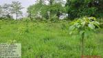 50_ha_ar_plantation_at_desangmukh