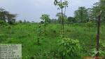 50_ha_ar_plantation_at_desangmukh