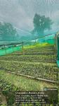 5_ha._aba_nursery_at_sola_rf_of_sonari_range_under_state_campa_scheme