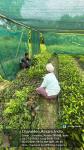5_ha._aba_nursery_at_sola_rf_of_sonari_range_under_state_campa_scheme