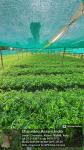 5_ha._aba_nursery_at_sola_rf_of_sonari_range_under_state_campa_scheme