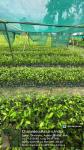 5_ha._aba_nursery_at_sola_rf_of_sonari_range_under_state_campa_scheme