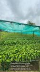 5_ha._aba_nursery_at_sola_rf_of_sonari_range_under_state_campa_scheme
