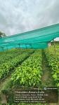 5_ha._aba_nursery_at_sola_rf_of_sonari_range_under_state_campa_scheme