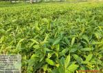 campa_nursery_at_nazirating