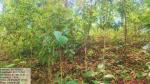 Lowerjiri RF, Cachar Division