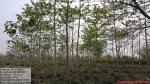 North Dizo RF, Nagaon Division