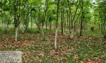 Lumding RF, Nagaon South Division