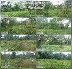 APFBC Plantation