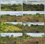 APFBC Plantation