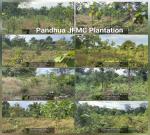 APFBC Plantation