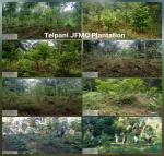 APFBC Plantation