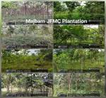 APFBC Plantation