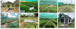 ABA Nurseries