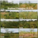 CAMPA Plantation
