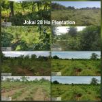 CAMPA Plantation