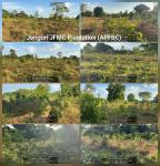 APFBC Plantation