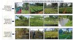 Plantation and Nursery (Doomdooma)