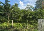 plantation_at_dhulijan_under_campa_scheme