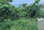plantation_at_dhulijan_under_campa_scheme_2