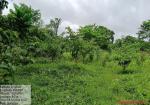 plantation_under_campa_scheme