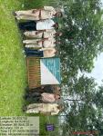 AR Plantation